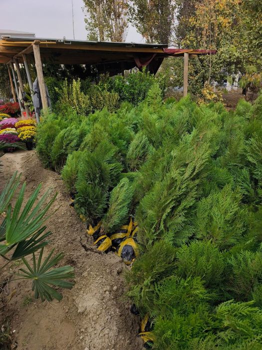 Арчалар 30 миндан Archalar 30 mingdan ADRIS Fod Sity ( AVANGART)