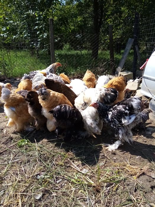Găini brahma caută casă