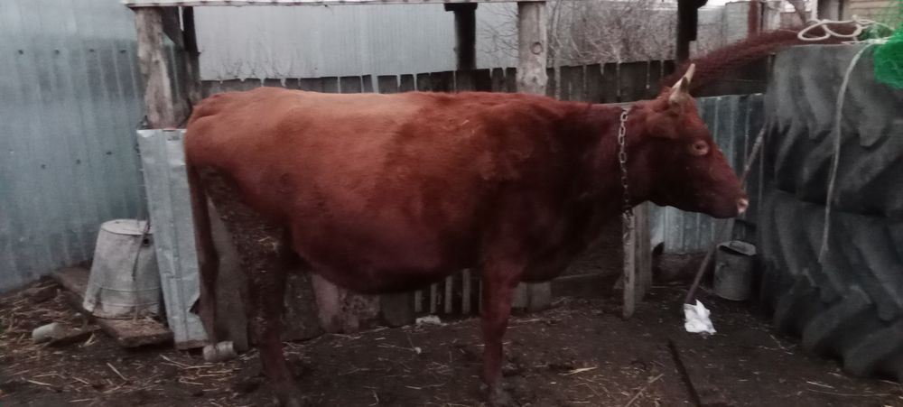 Продам корову стельная