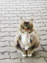 Main coon de la părinți cu pedigree