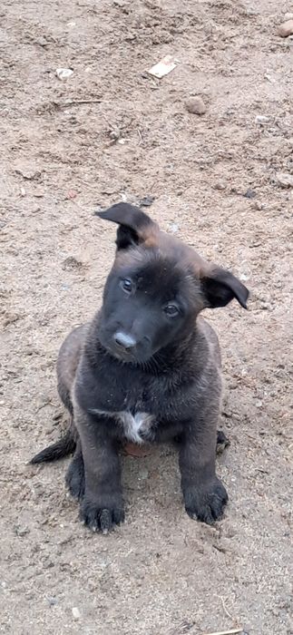 Ciobanesc belgian malinoins