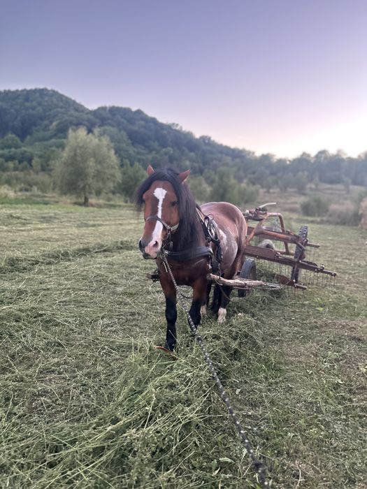 Armasar 10 ani de vanzare