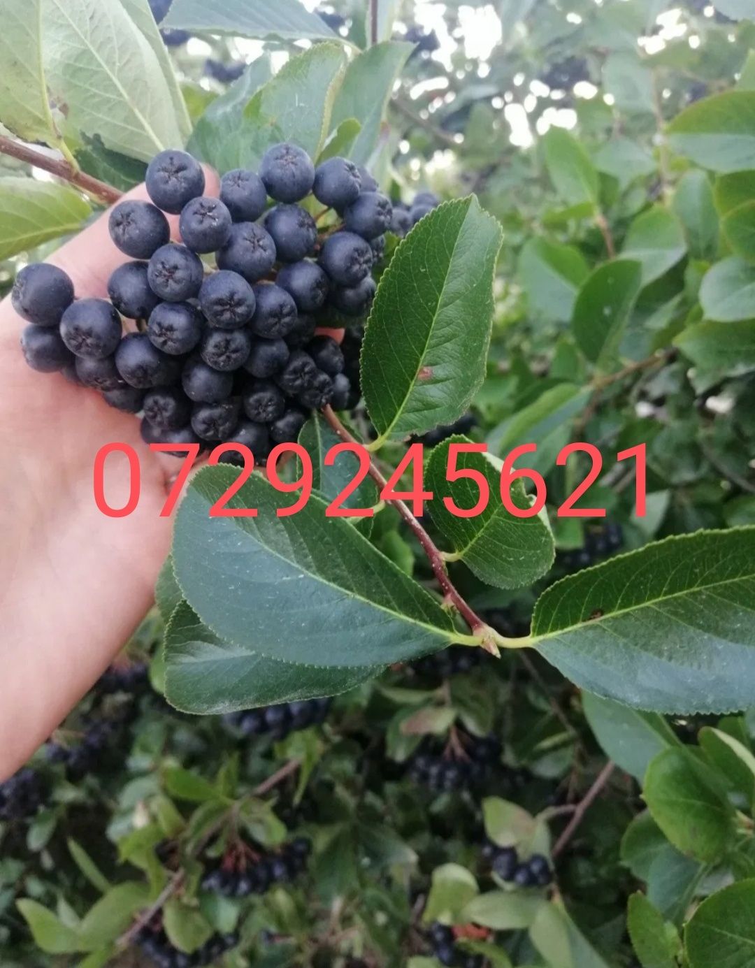 Aronia nero în vârstă de 3 ani