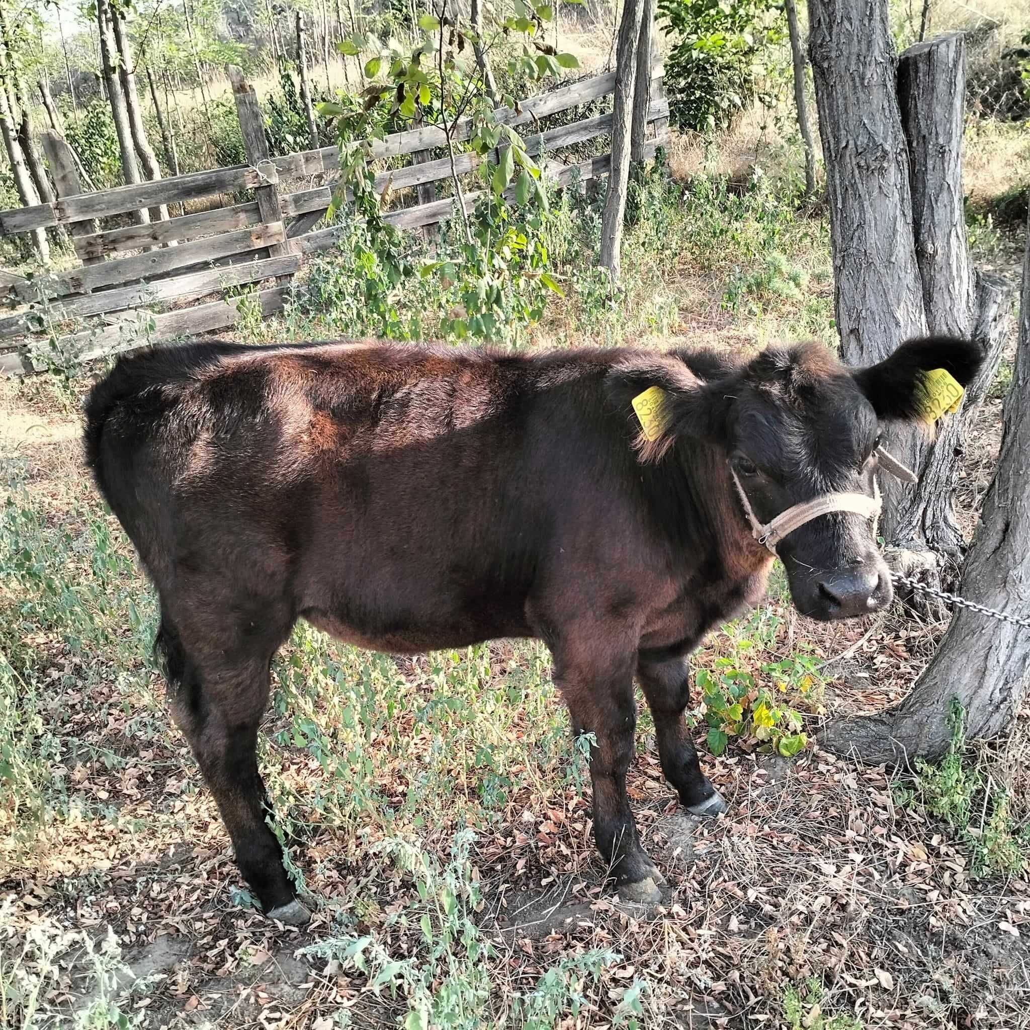 Vand vaca cu  vitea de 4 luni