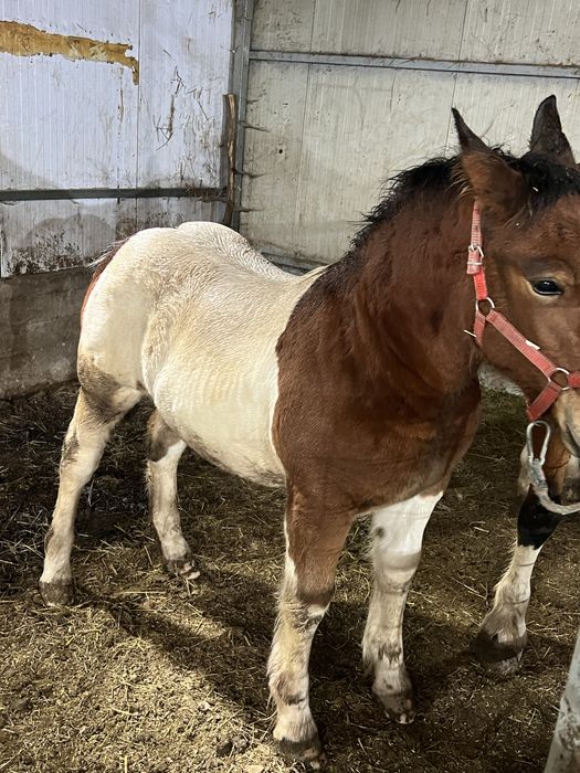 Manza tarcata de 5 luni