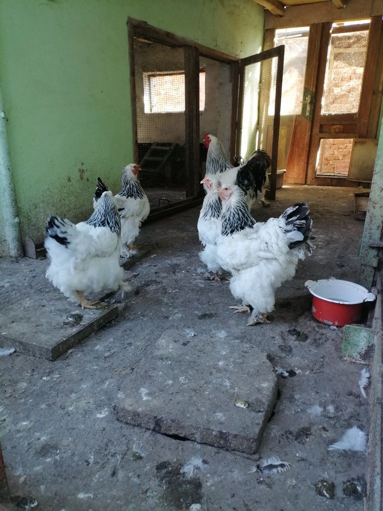 Бяла колумбийска брама