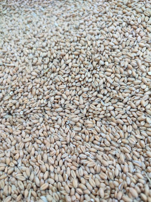 Grau nou productie 2025 1 leu