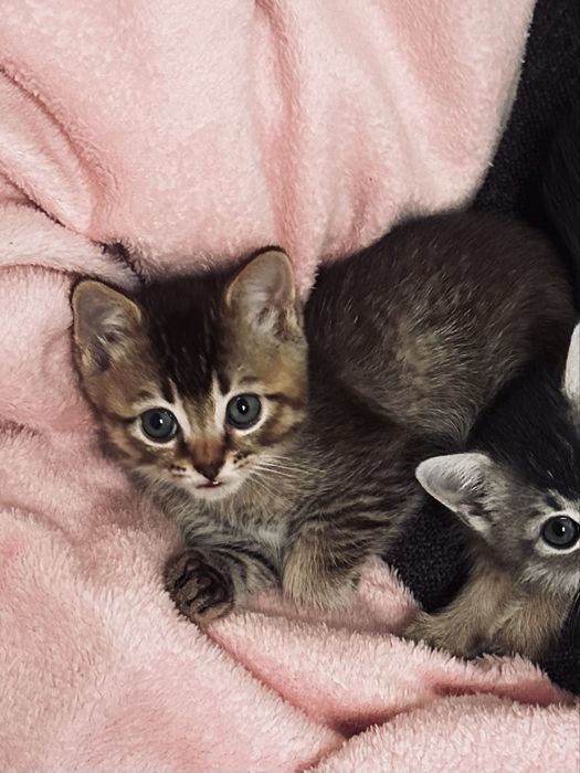 Котенок мальчик породистый