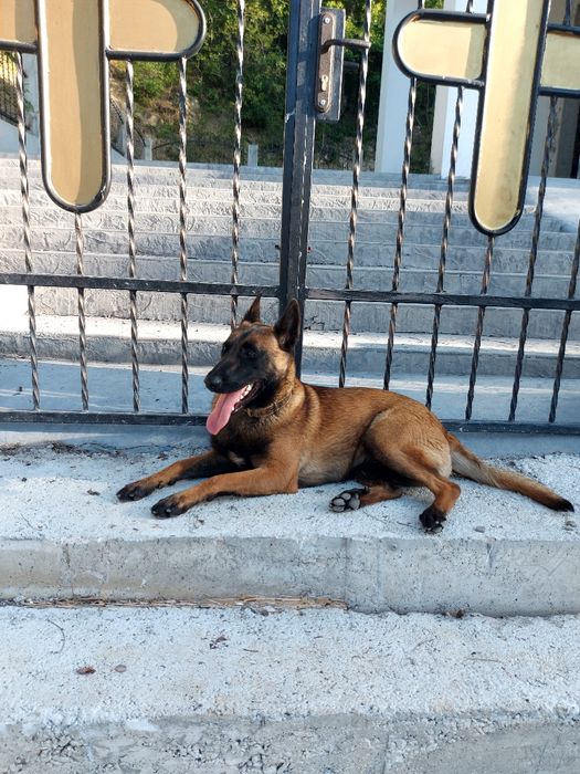 Белгийска овчарка 1г и4м Женскаес