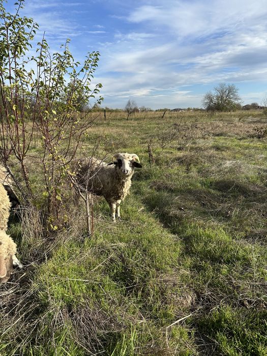 Vand mieluta si berbecuti