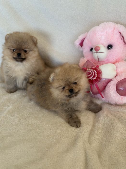 Чистокръвни Померанчета Момчета и Момиче