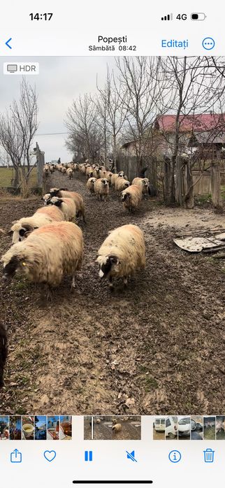 Vând oi breze rasă țurcana