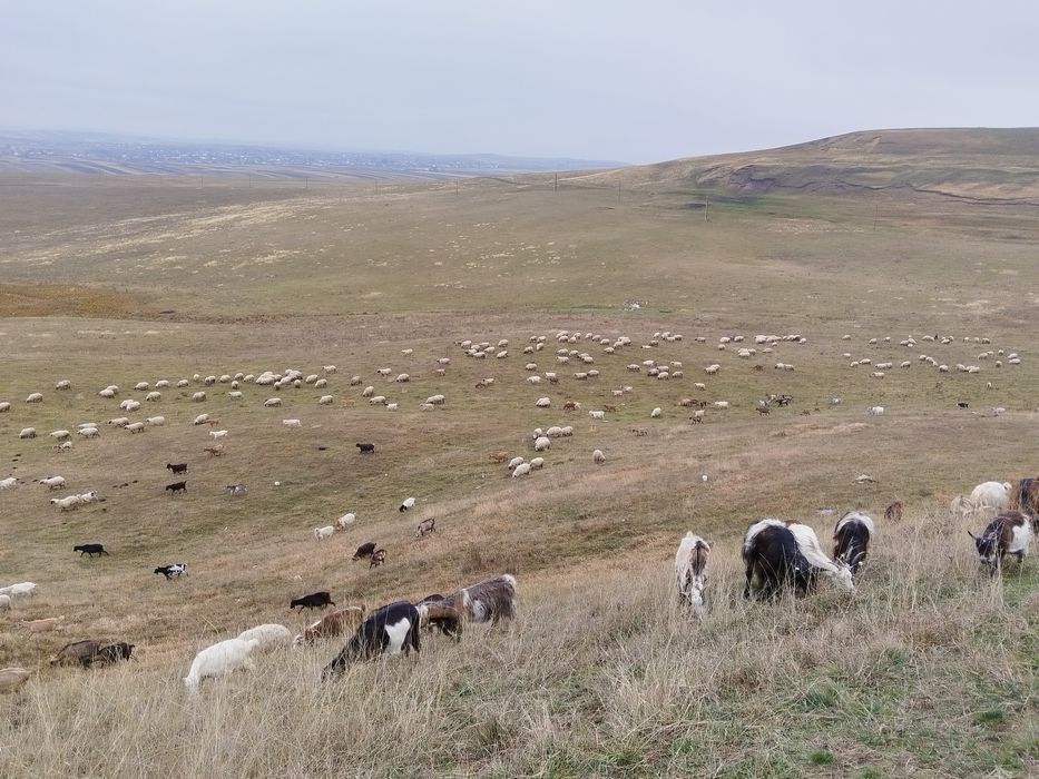 Schimb capre de tinut