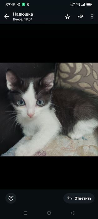 Котята ищут дом  и ответственных хозяев