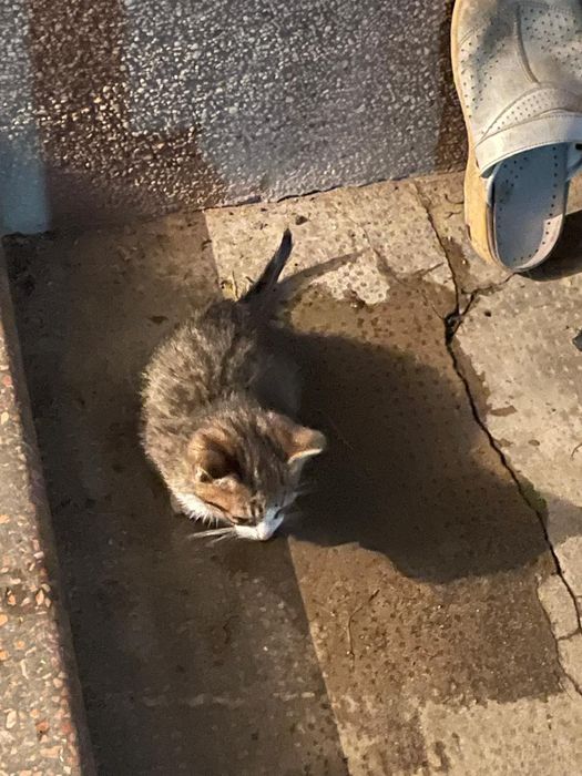 Donez Pisici jucăușe