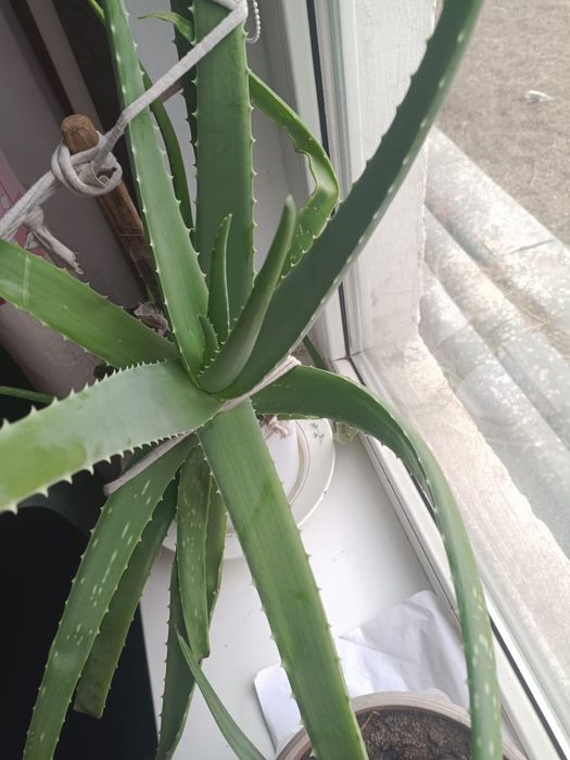 Алое 3 лет и маленькие