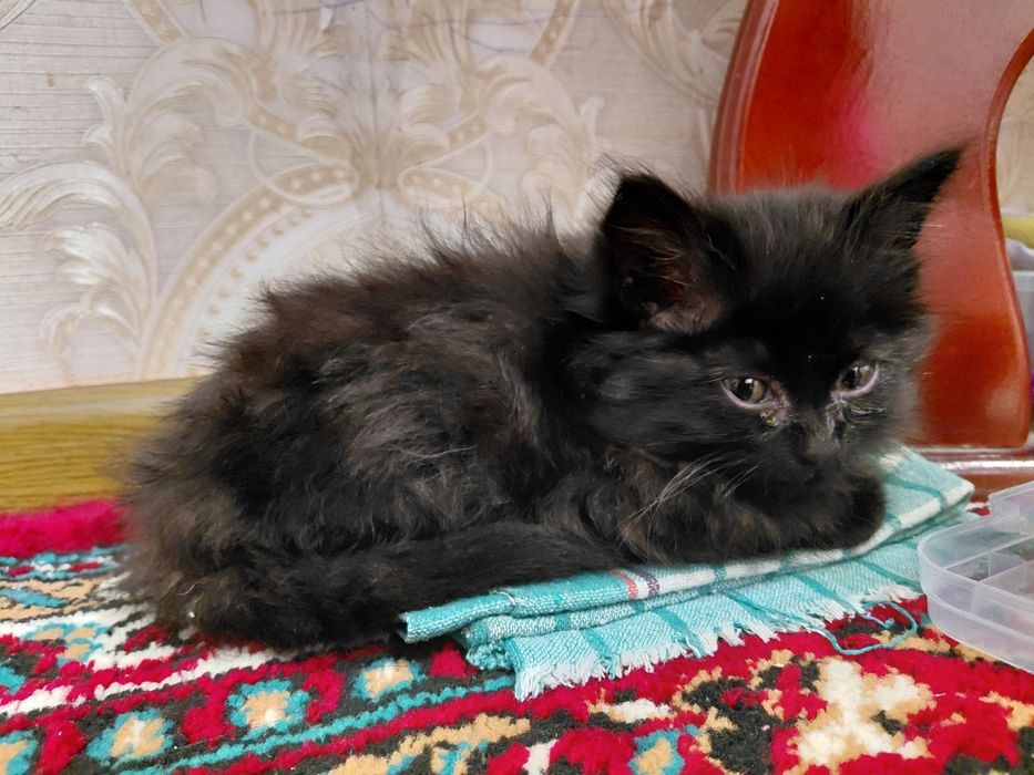 котенок готов к усыновлению