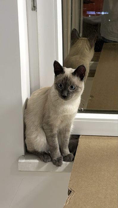 Котенок мальчик.