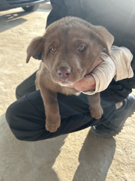 Продам чистокровную лабрадор собак одна девочка и один мальчик