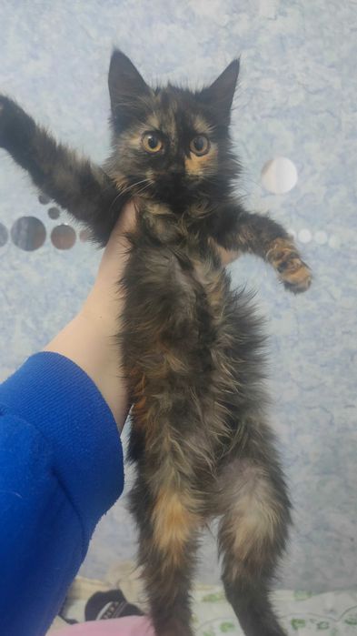 Ласковые котята в добрые руки