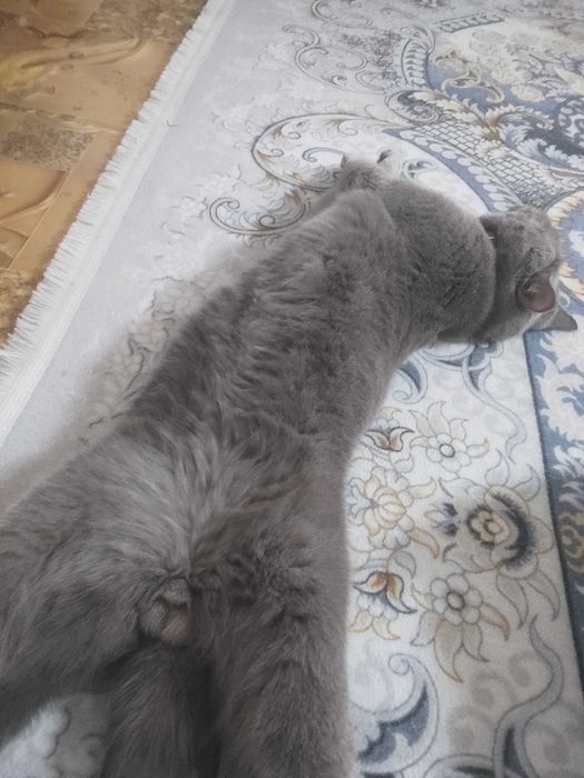 Британская КОШКА!