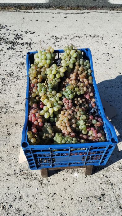 Vand struguri pentru vin