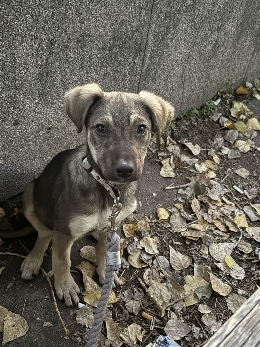 Кученце си търси дом