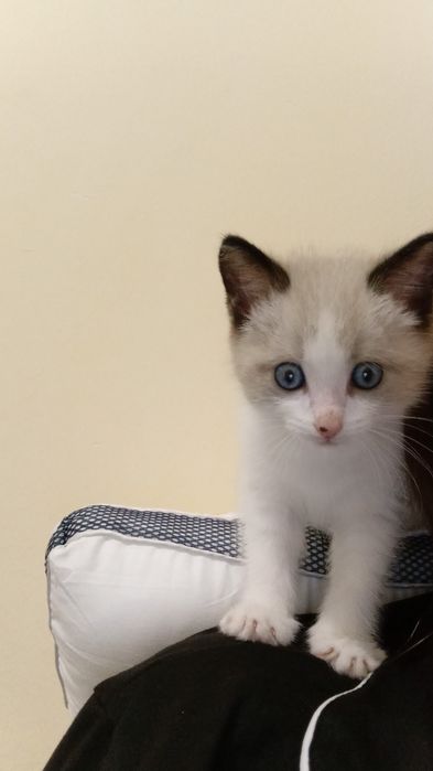 Отдам котёнка бесплатно, девочка, ~1.5 мес, приучена к лотку,
