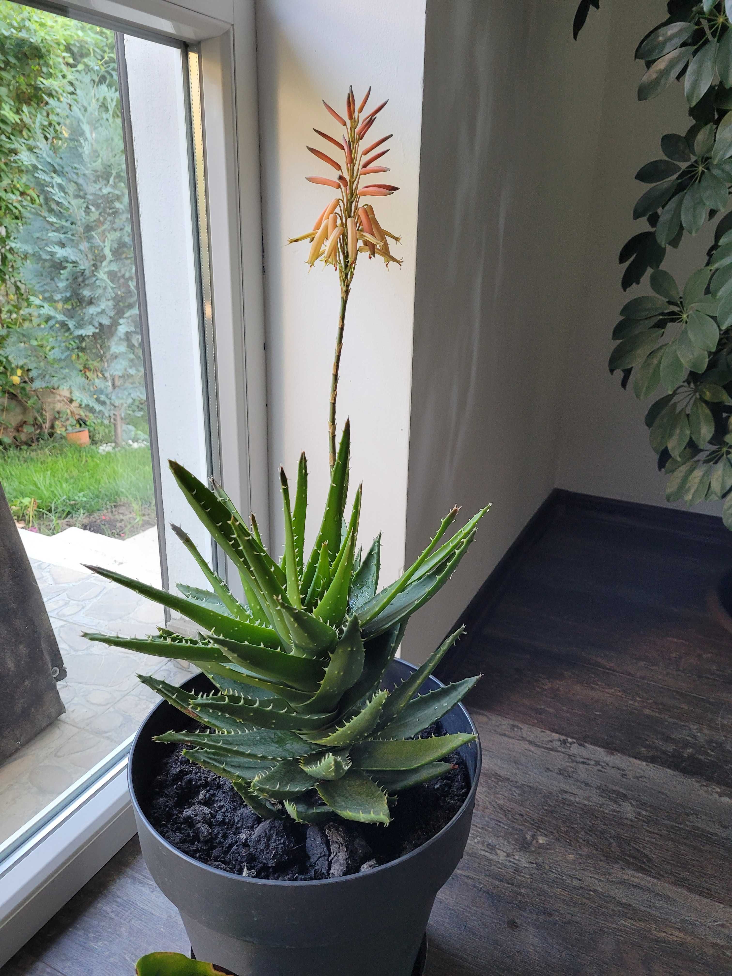 Aloe vera, 5 ani