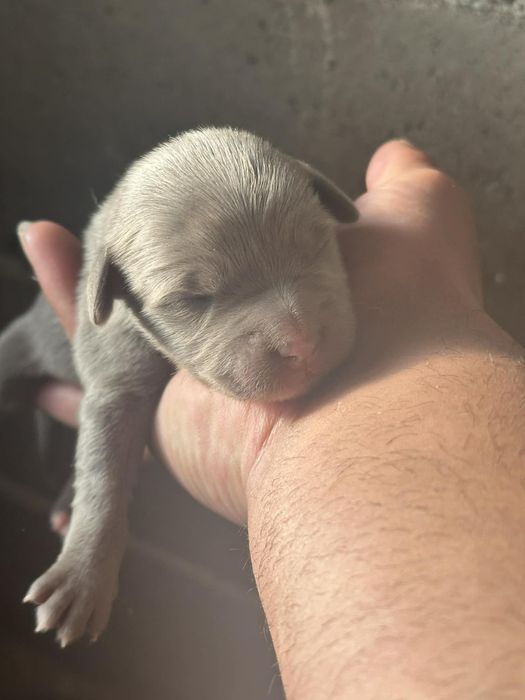 Питбулчета на на 2 седмици търсят нови стопани