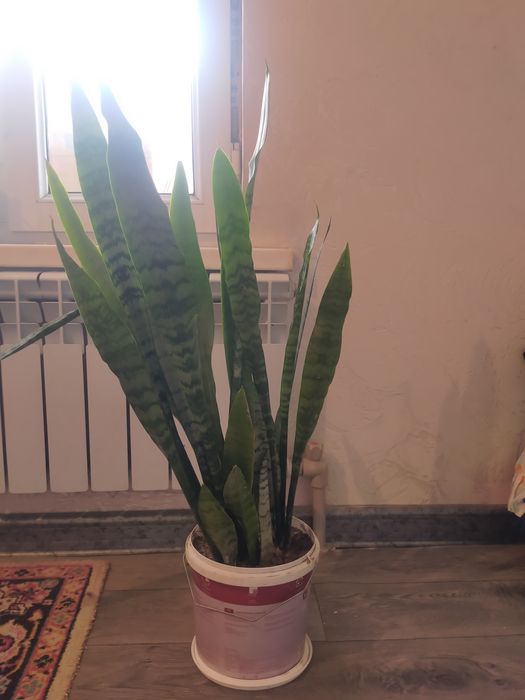 Продам комнатное растение