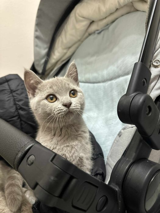 Шотландско правоухо котенце