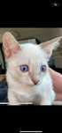 Adoptie/donatie puiuti superbi metis birmaneza si rasa europeana