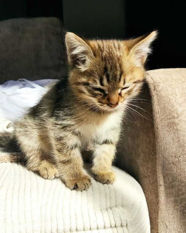 Домашние котята, 2.5 мес.