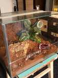 Tarantula+terariu Lasiodora Parahybana