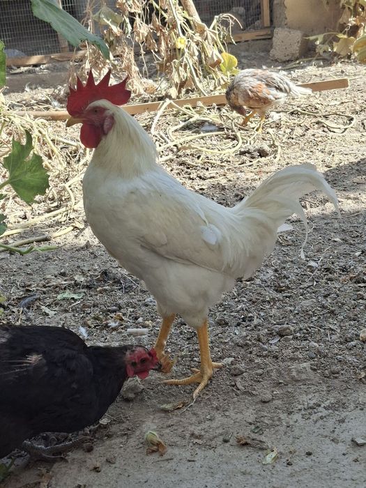 Xoʻroz sotiladi 60 mingdan soravomz .3 ta dona bor yana keliwamz