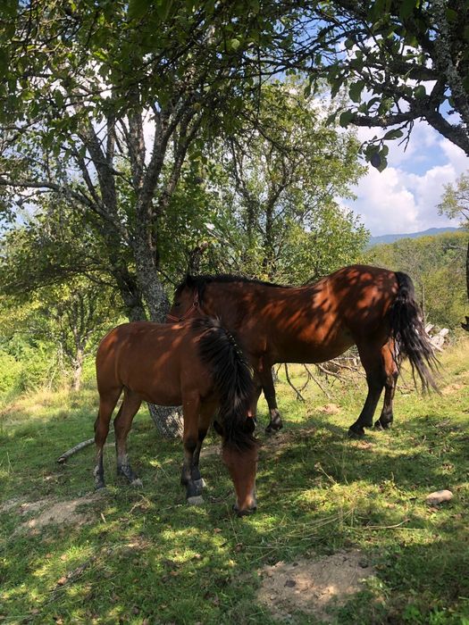 Cai de vânzare frumoși și puternici