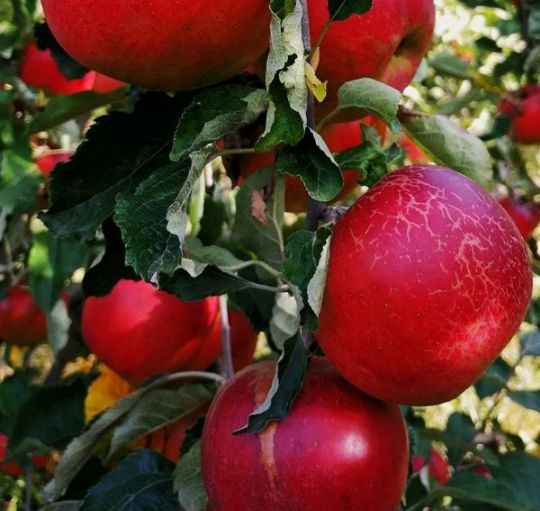 Măr (Soiul Baya Marysa )