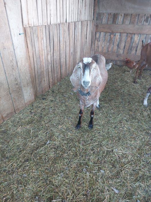 Vand 4 capre anglonubian