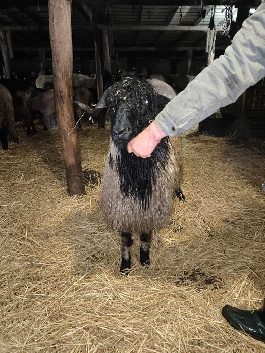 Vând miei Ștefan cel Mare olt