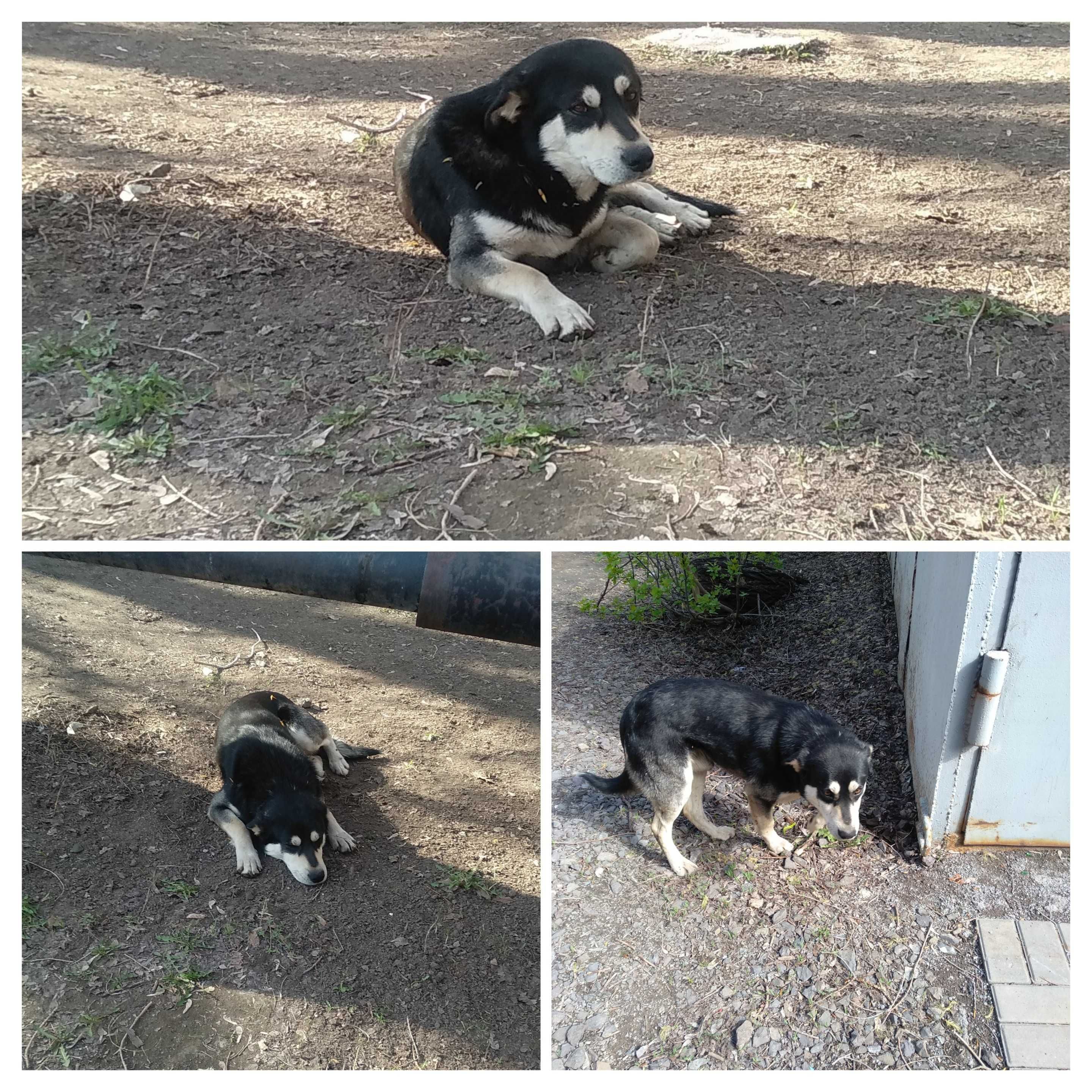 Срочно нужен дом