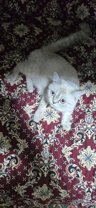 кошка британские