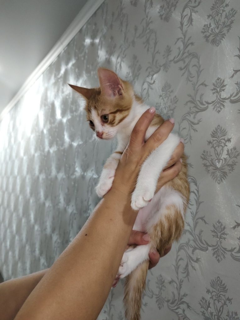 Ищем дом котёнку!