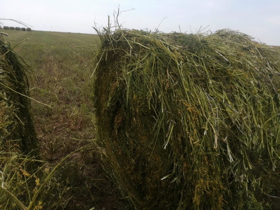 Продам сено   2025 год