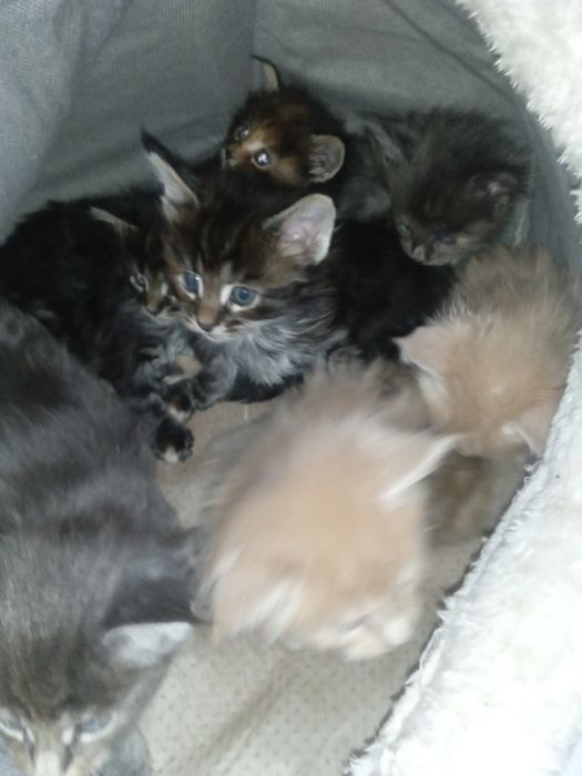 Продам котят Мейн Кун