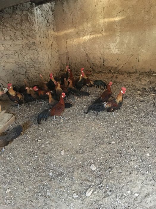 Феникс хороз товуклар