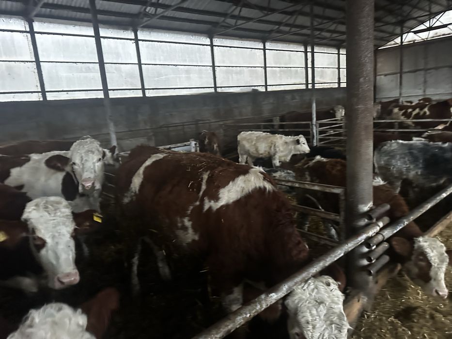 Vand junici si vaci baltata romaneasca !