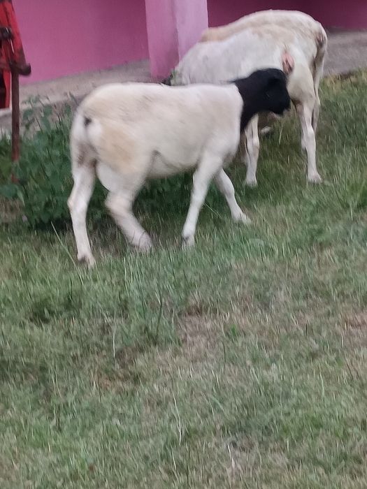 Berbec și berbecuți Dorper de vinzare