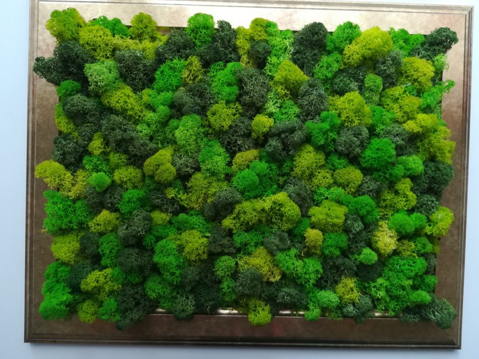 Perete/tablou natural licheni