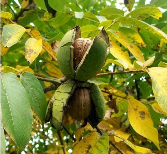 Nuc Pecan (Soiul Avalon )